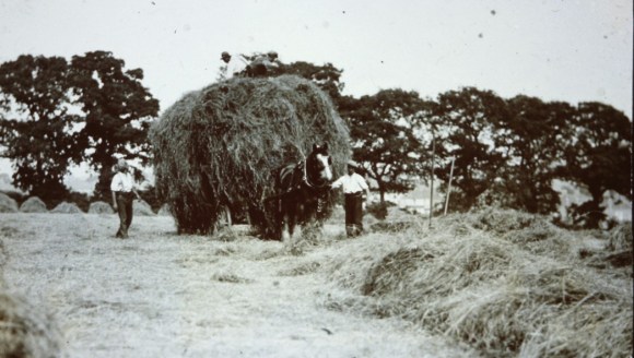 Hay Making